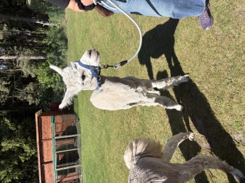 IMG_7425.jpeg
