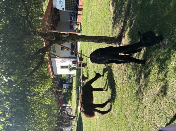 IMG_7495.jpeg