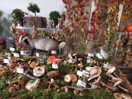 11.10.2022 Sanepid - wystawa grzybów