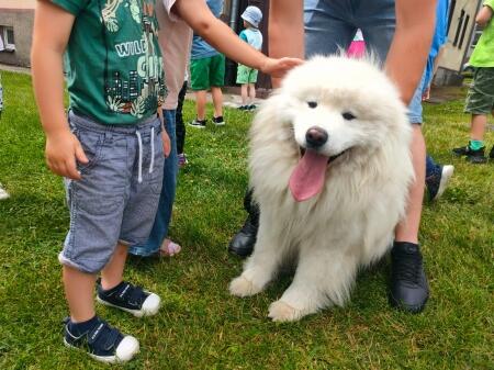 17.06.2024r. Samojed Brego - pupil Klary w naszym przedszkolu.