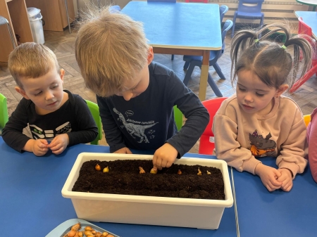 18.03.26r. - NASZ ZIELONY OGRÓDEK - SADZIMY CEBULKĘ, SIEJEMY RZEŻUCHĘ 